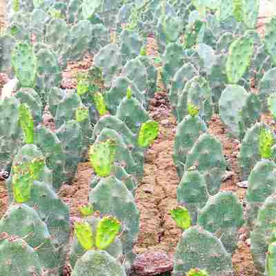 黄大剌仙人掌盆栽砧木嫁接外敷食用可美容植物发货包邮