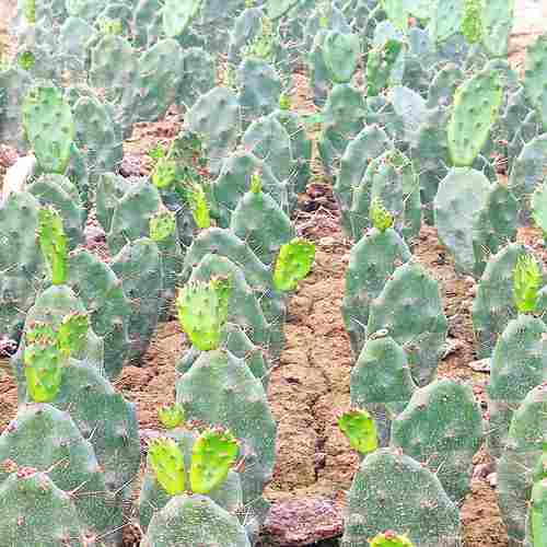 黄大剌仙人掌盆栽砧木嫁接外敷食用可美容植物发货包邮