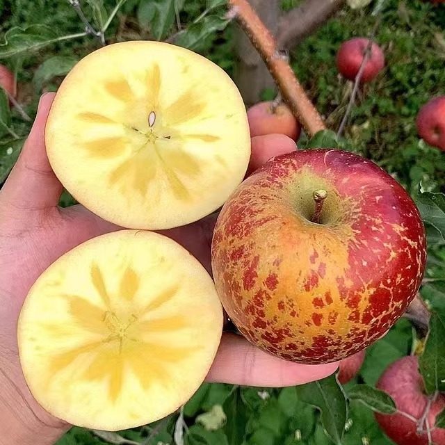 大凉山丑苹果冰糖心盐源红富士新鲜水果10斤特大果当季甜整箱包邮,水产肉类/新鲜蔬果/熟食,苹果,淘宝优惠券,粉丝福利购,淘宝优惠卷