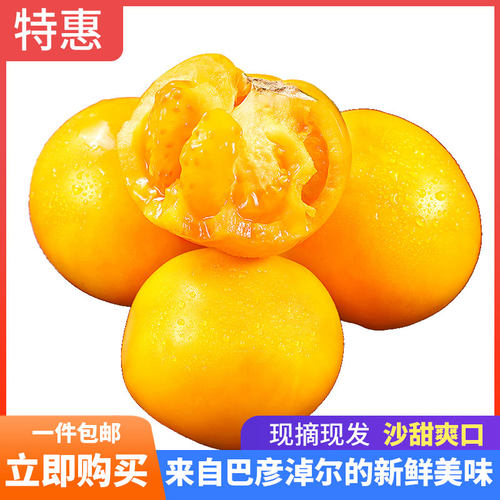 五原柿子现摘现发自然成熟