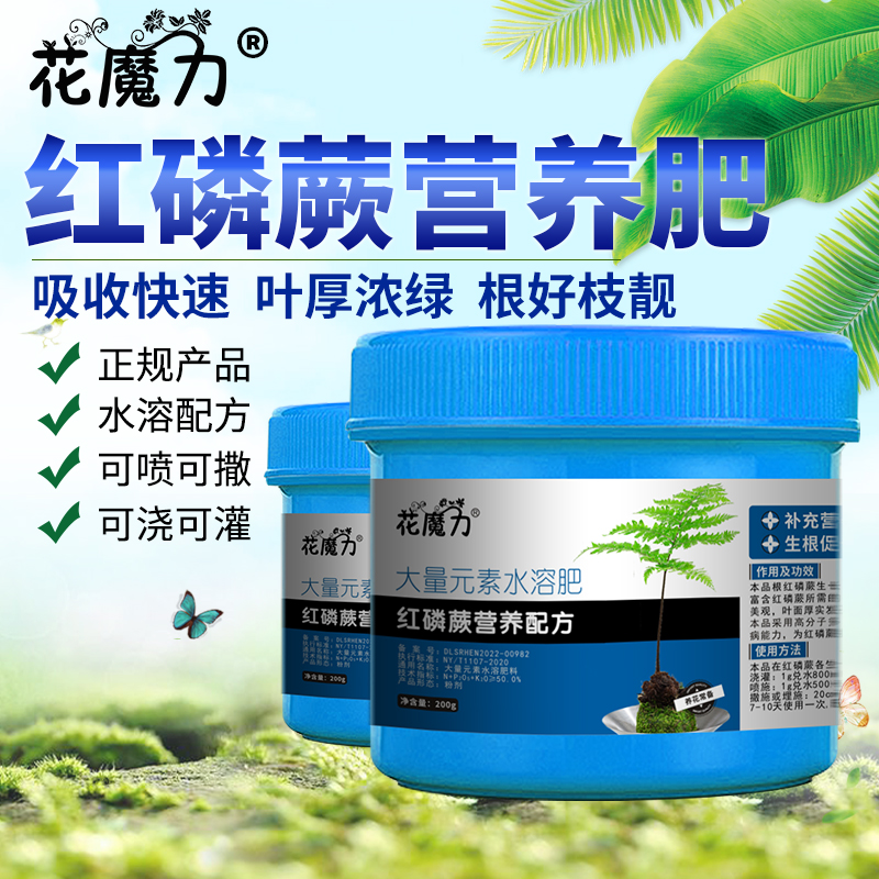 红磷蕨专用营养肥红鳞肋毛蕨一叶蕨老球盆景室内植物四季养护用肥