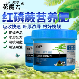 红磷蕨专用营养肥红鳞肋毛蕨一叶蕨老球盆景室内植物四季养护用肥