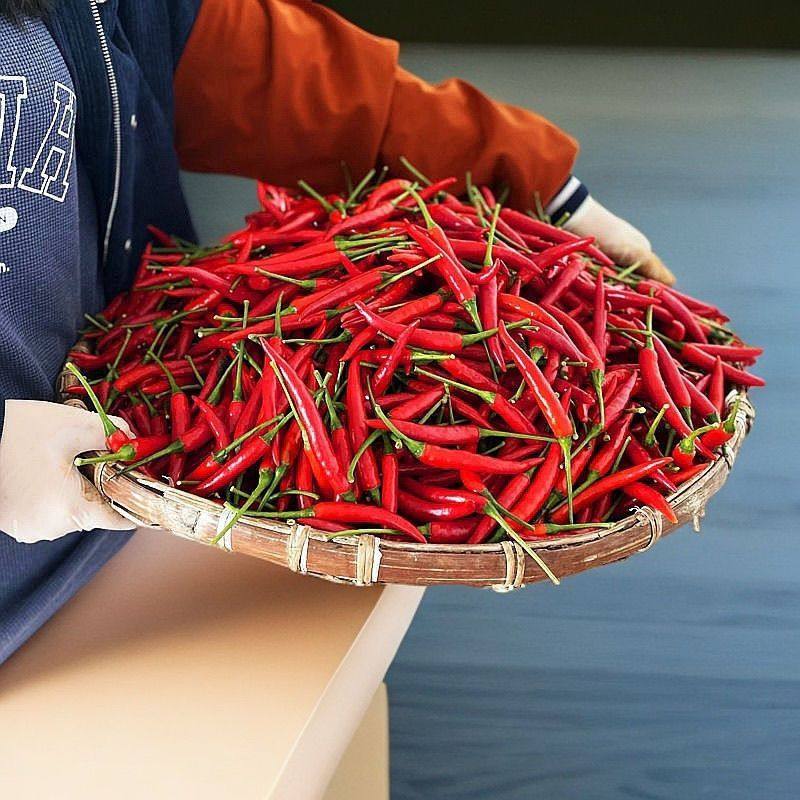 新鲜朝天椒批发5斤特辣云南现货