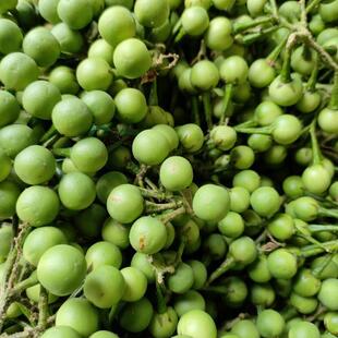 云南特产小苦果苦茄小圆幼青茄苦凉野果新鲜蔬菜野生