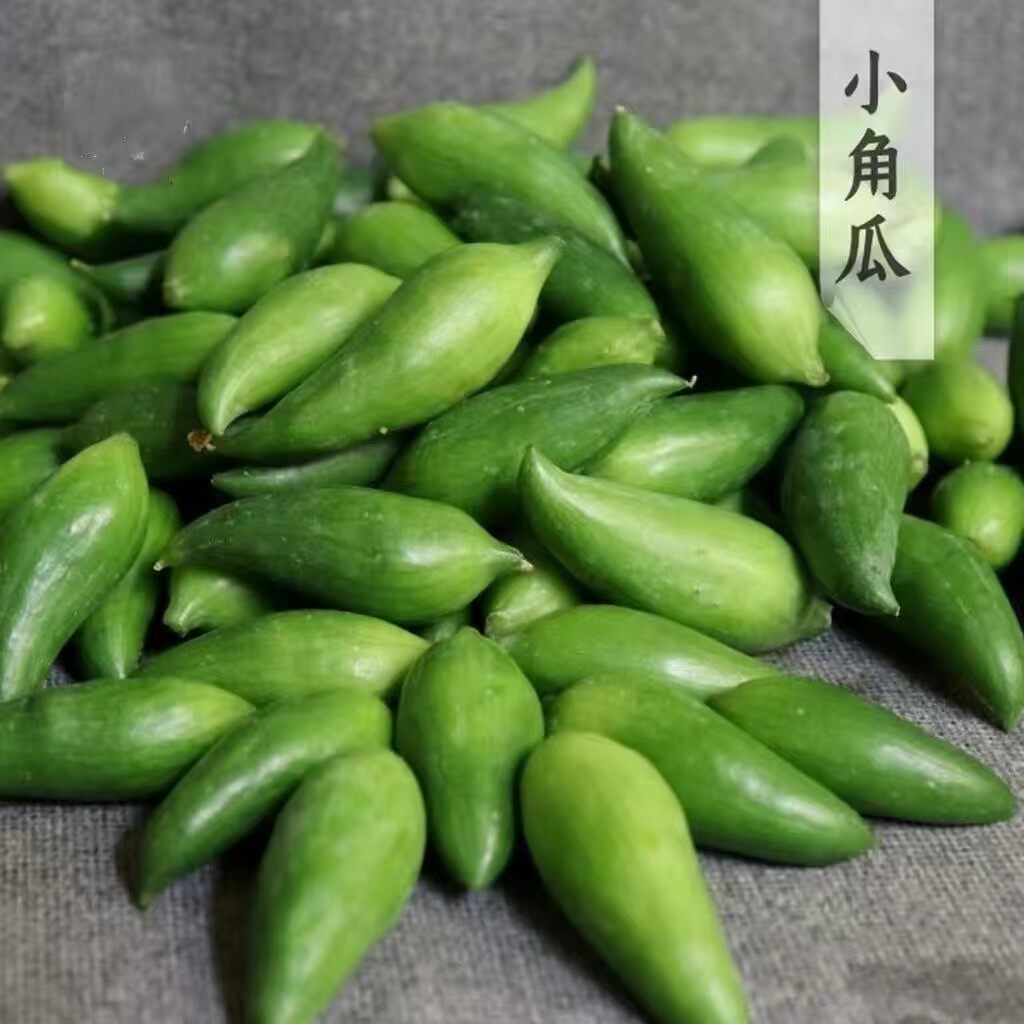 云南正宗德宏特产新鲜蔬菜小雀瓜 小角瓜美味素食装短季时令蔬菜