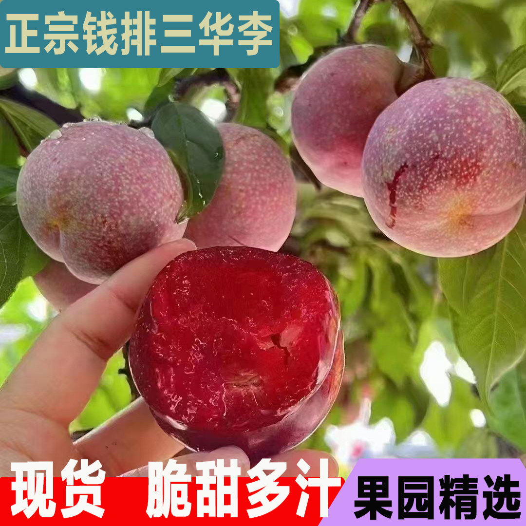 广东信宜钱排银妃三华李新鲜现摘红心李子孕妇可吃当季时令鲜果