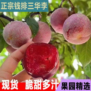 广东信宜钱排银妃三华李新鲜现摘红心李子孕妇可吃当季时令鲜果