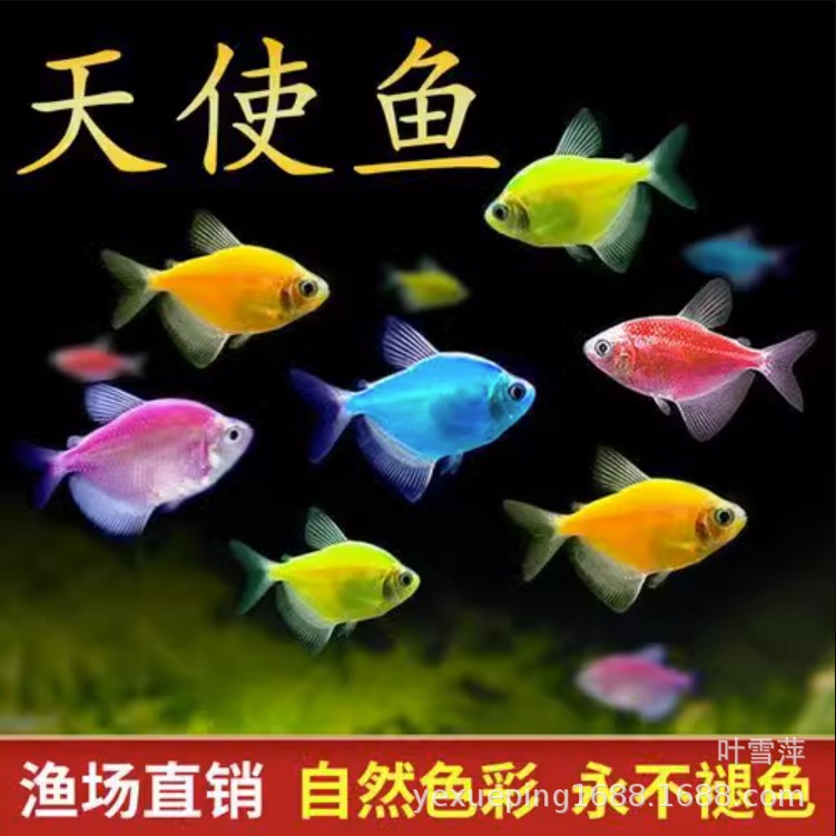 天使鱼活体热带观赏鱼红蓝紫黄绿翡翠老虎青苹果红衣黄衣渔场批发
