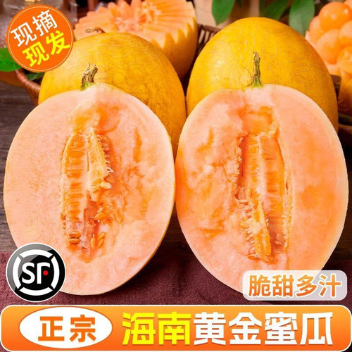 现摘现发9斤装黄金蜜瓜脆甜多汁1
