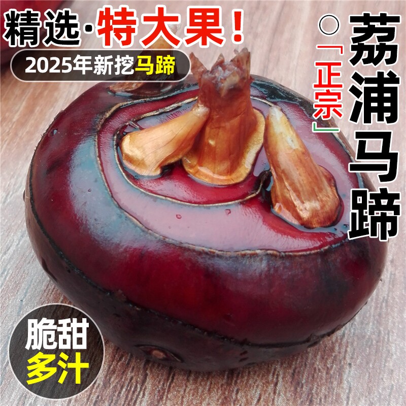当季现挖现发正宗荔浦马蹄！