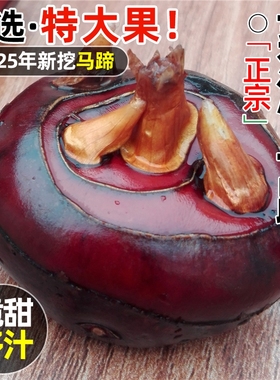 新鲜正宗荔浦马蹄马蹄9斤果王精选荸荠脆甜多汁新鲜水果整箱包邮5