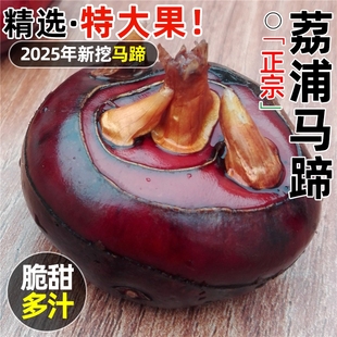 新鲜正宗荔浦马蹄马蹄9斤果王精选荸荠脆甜多汁新鲜水果整箱包邮5