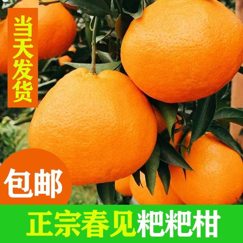 四川新鲜春见耙耙柑粑粑柑9斤橘子甜当季整箱新鲜水果丑柑桔包邮,水产肉类/新鲜蔬果/熟食,桔子,淘宝优惠券,粉丝福利购,淘宝优惠卷