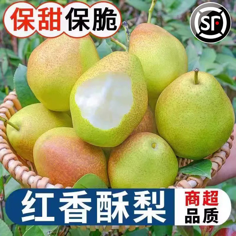 新疆库尔勒香梨母梨冰糖梨