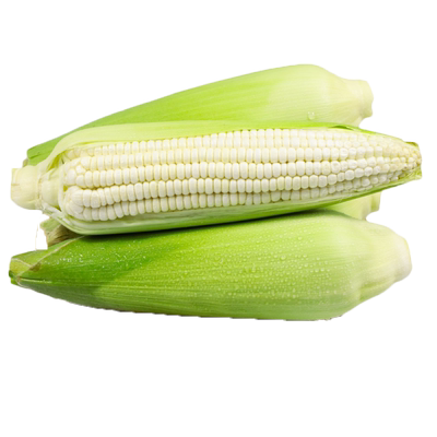 新鲜现摘白糯玉米子粒水果蔬菜