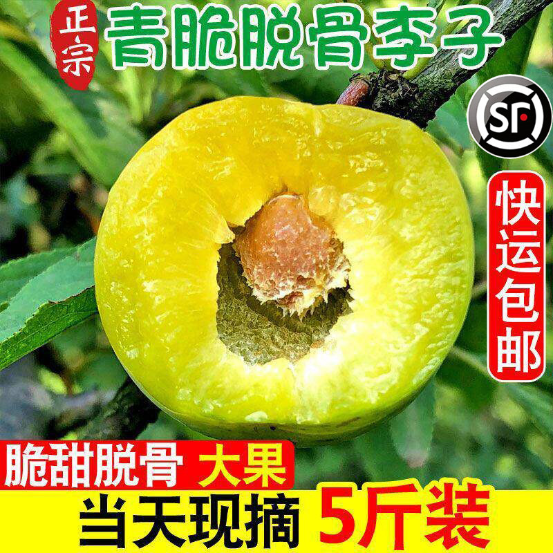 脱骨李青脆李子新鲜孕妇酸甜水果5斤整箱当季江安空心李顺丰包邮