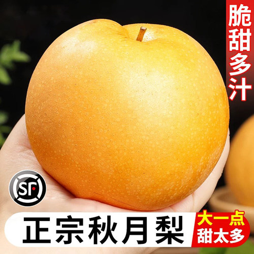 山东正宗秋月梨鲜甜多汁