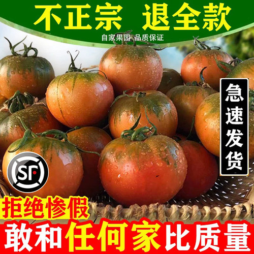 丹东草莓柿子5斤西红柿新鲜