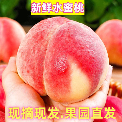 新鲜当季春雪水蜜桃推荐9斤装