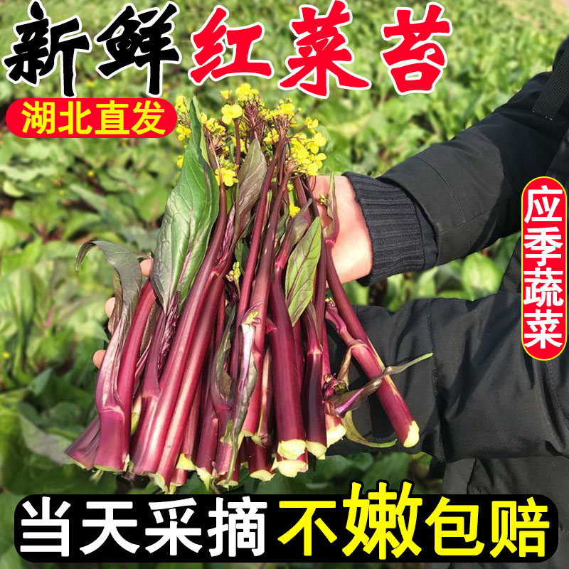 新鲜红菜苔产地直发应季蔬菜！