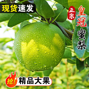 正宗牛奶翠玉绿宝石青皇冠梨薄当季水果梨子批发薄皮精选大果现发