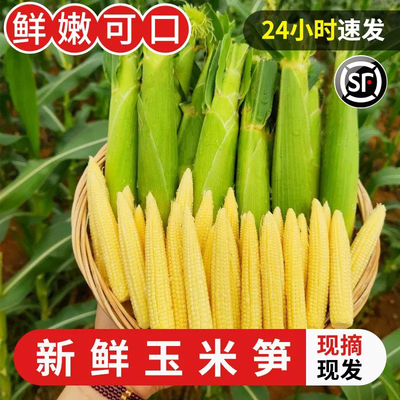 甜玉米小玉米玉米笋玉米棒包邮
