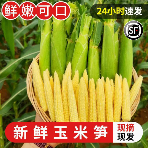 甜玉米小玉米玉米笋玉米棒包邮