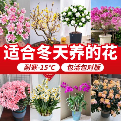 适合冬天养的花耐寒耐冻花卉盆栽