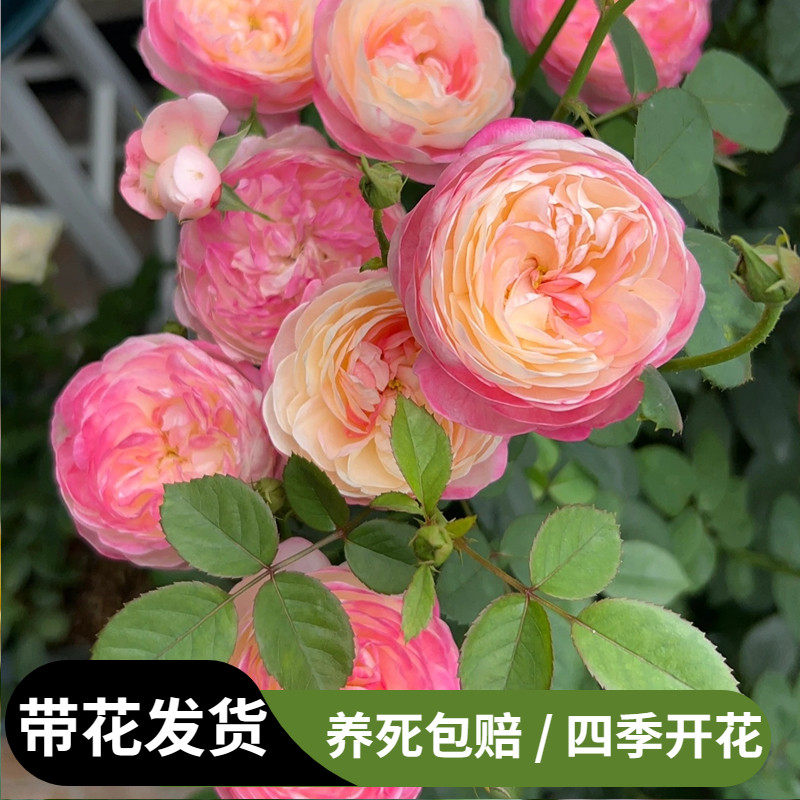 和室月季夏季耐晒少刺浓香颜色多变四季开花大花玫瑰月季
