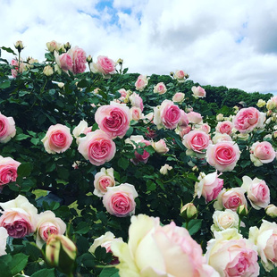 粉色龙沙宝石月季 带花苞发货浓香攀援 爬藤粉色玫瑰花苗大苗春季