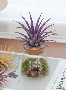 空气凤梨微景观生态缸盆栽办公室桌面绿植工位植物小摆件寄居蟹窝