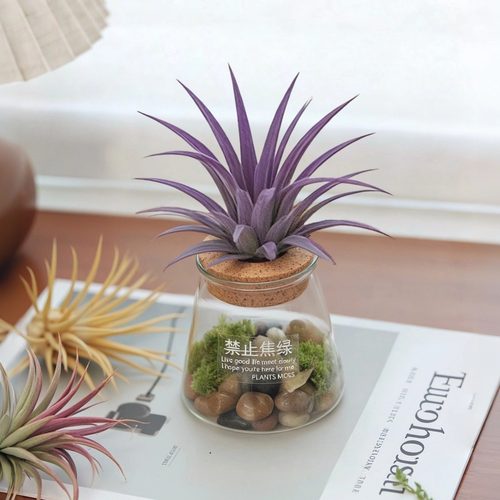 空气凤梨微景观生态缸盆栽