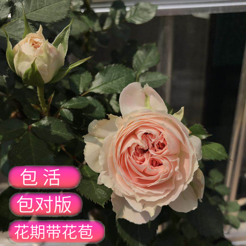 门廊绒球月季玫瑰花苗四季开花包子型月季耐晒耐寒花卉