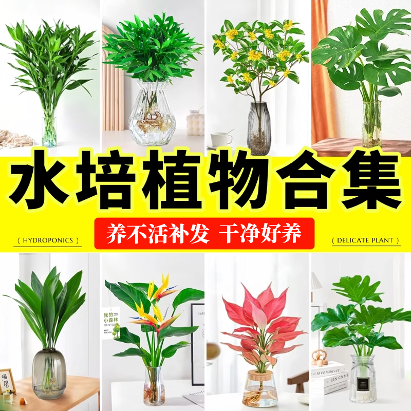 水培植物室内好养办公室桌面绿植小盆栽吸甲醛富贵竹龟背竹铜钱草