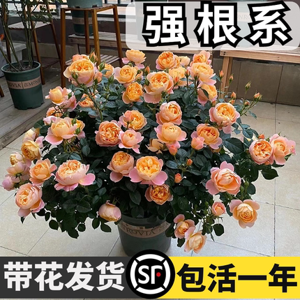 果汁阳台月季盆栽花苗四季开花卉鲜花绿植室内玫瑰花易活阳台蔷薇