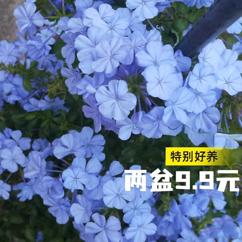 蓝雪花盆栽好养花卉绿植