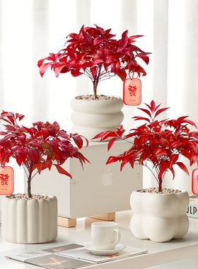 火焰南天竹盆栽红叶小盆景办公室内桌面绿植四季好养观叶耐寒植物