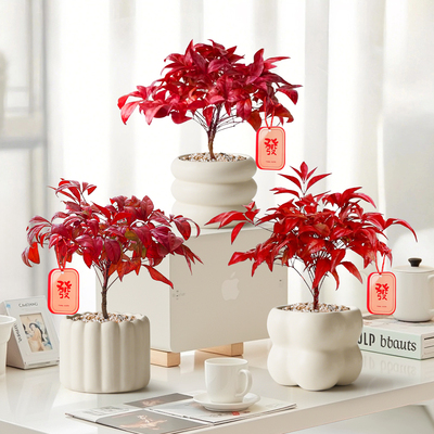 火焰南天竹--耐寒耐冻愈寒愈红火