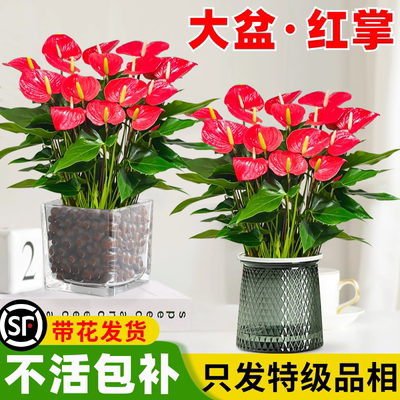 红掌鸿运当头观花植物室内