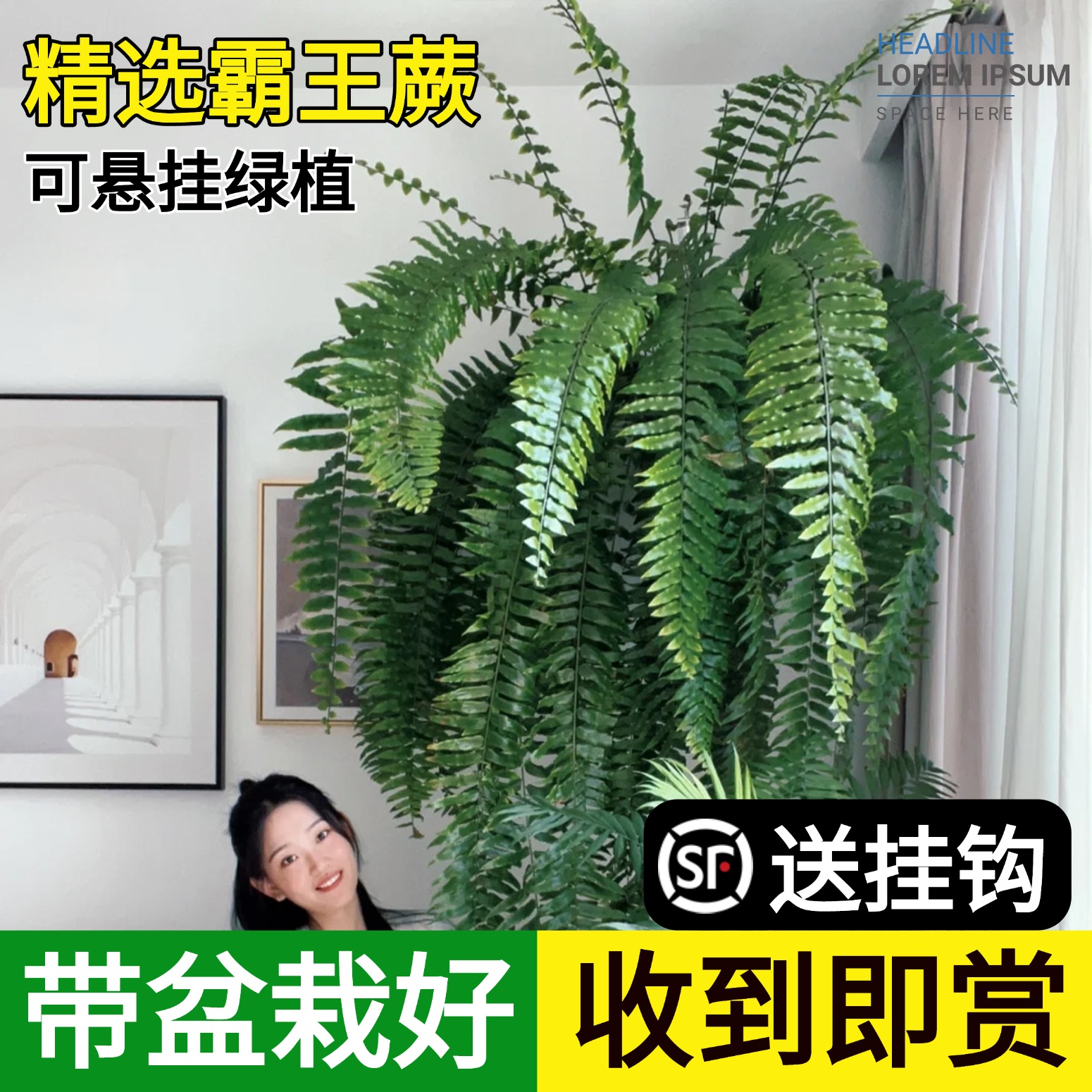霸王蕨长叶垂吊式蕨类植物客厅书房办公室内四季盆栽净化空气绿植