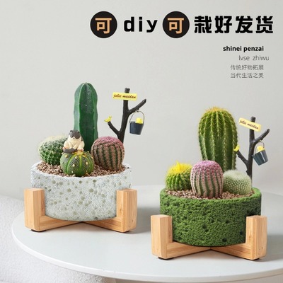 仙人球盆栽送礼自用都可以高级感