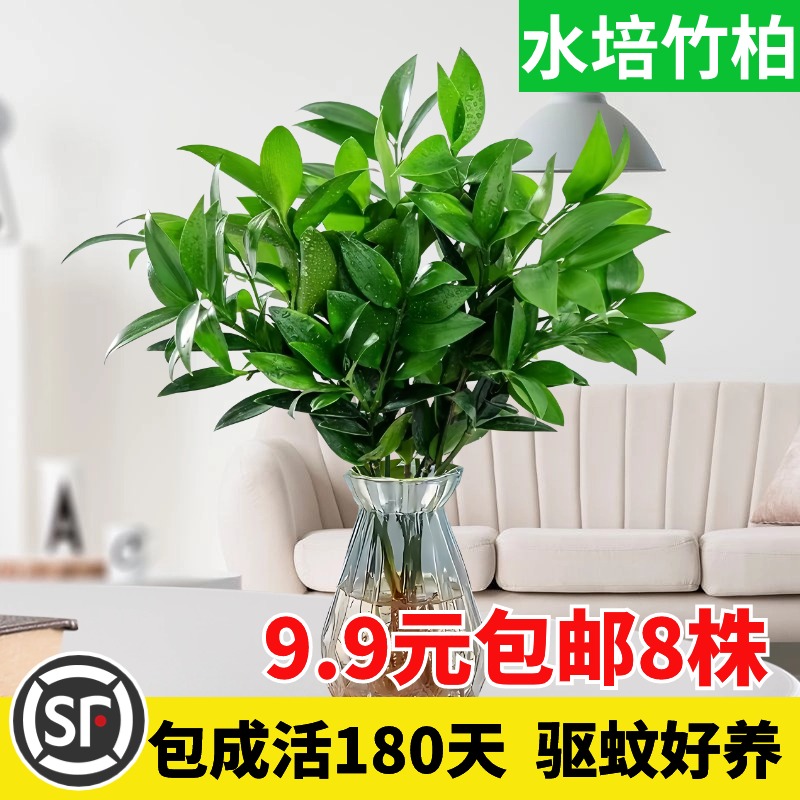 水培竹柏驱蚊植物室内好养活盆栽花卉客厅办公室桌面水养植物常青