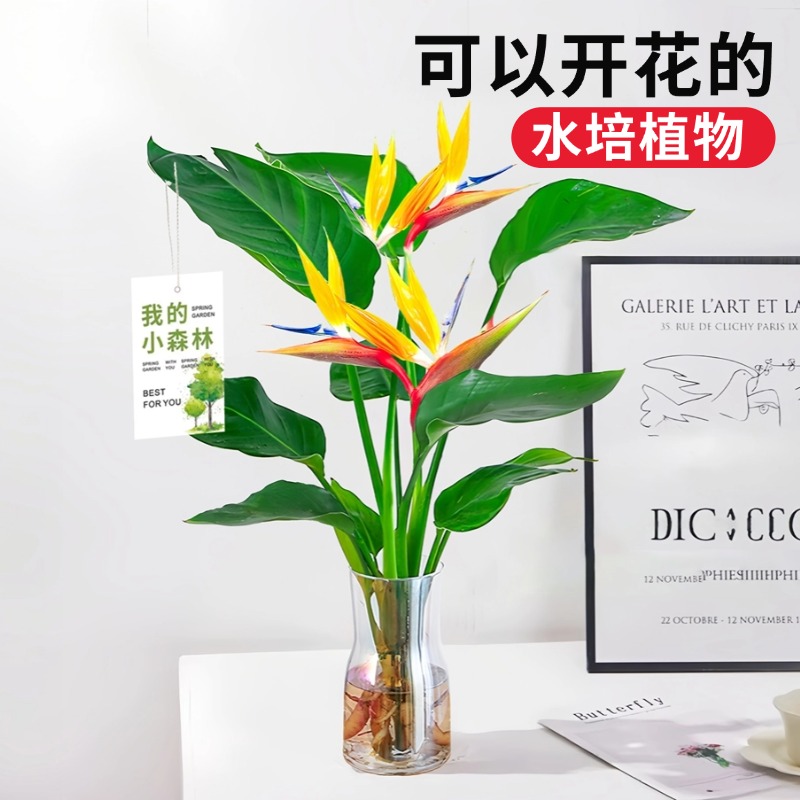 天堂鸟水培植物好养活绿植大盆栽