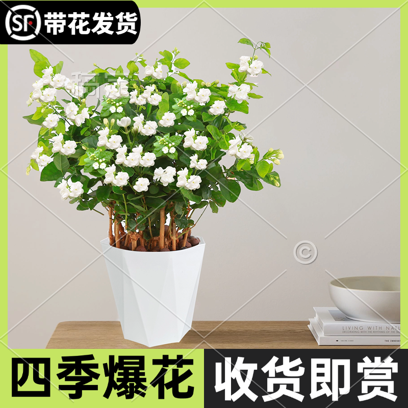 茉莉花盆栽1年内养死免费换新苗
