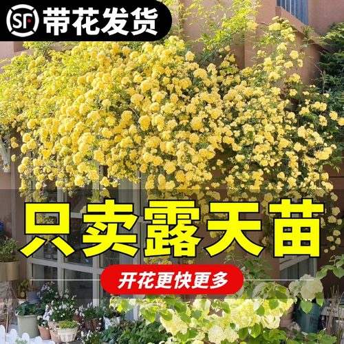 黄木香花苗爬藤四季蔷薇白红木香