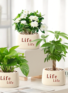 办公室桌面绿植小盆栽绿萝栀子花室内植物四季好养花卉幼儿园盆栽