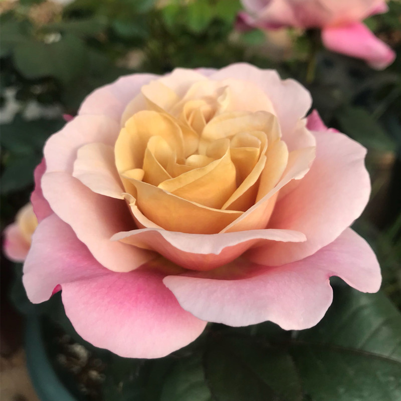 【顺丰包邮】遥远的鼓声月季复古色变色玫瑰浓香四季开花带花苞