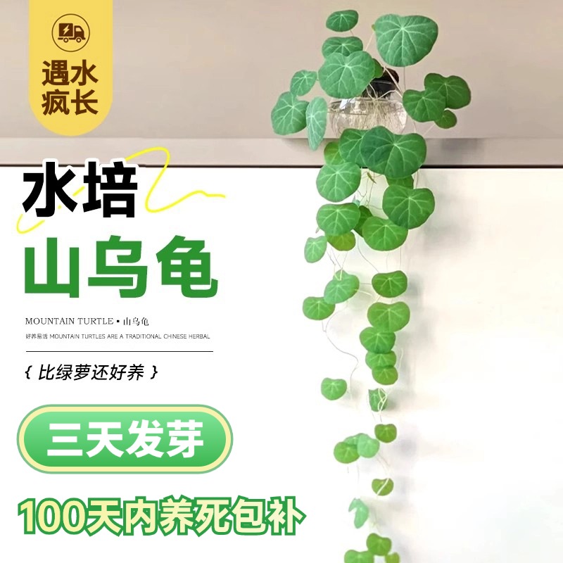 山乌龟养死包补四季常青