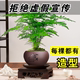 常青小盆栽 文竹盆栽植物室内花卉办公室绿植花卉客厅摆件盆景四季