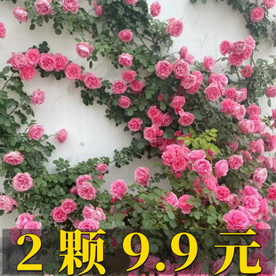 粉色达芬奇爬藤月季 耐寒开花植物爬墙玫瑰花苗庭院 蔷薇花苗四季